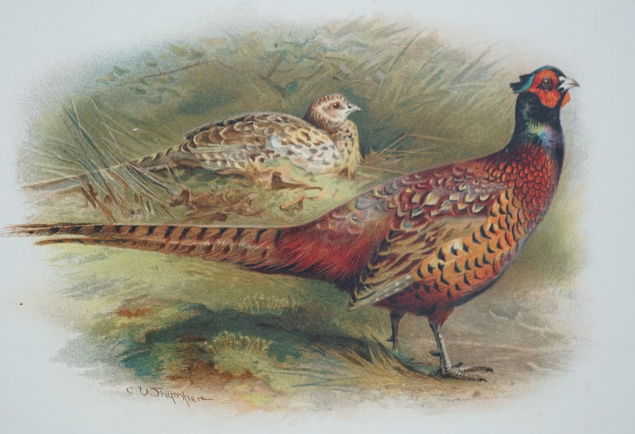 Dixon, Charles - The Game Birds and Wild Fowl of the British Islands. Edition de Luxe (of 100 numbered copies) of the 2nd (enlarged, improved and thorough revised) edition. 41 coloured plates (by Charles Whymper) mounted